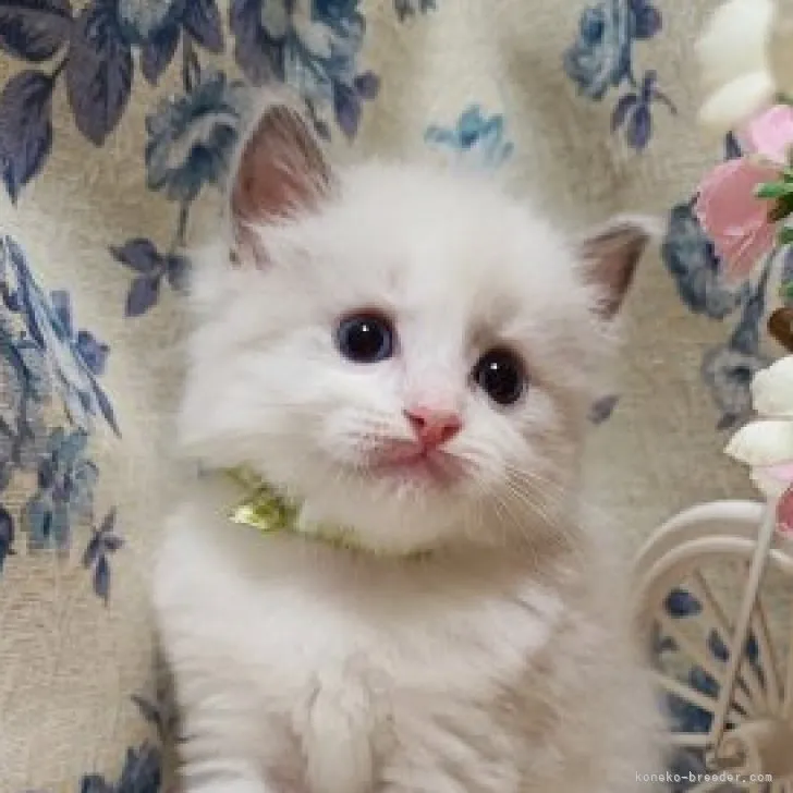 ID:2308-01546の子猫