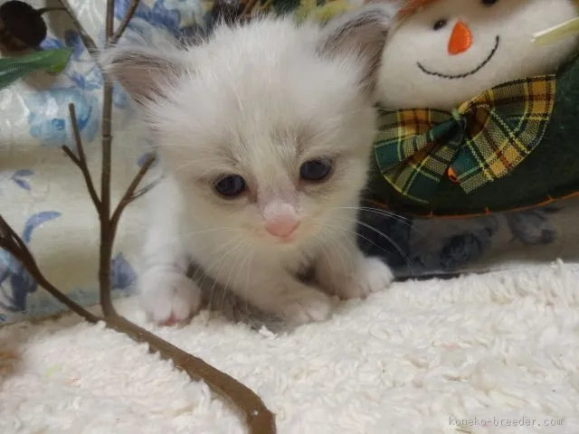 ID:1510-00491の子猫