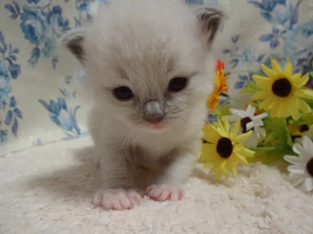 ID:1405-00231の子猫