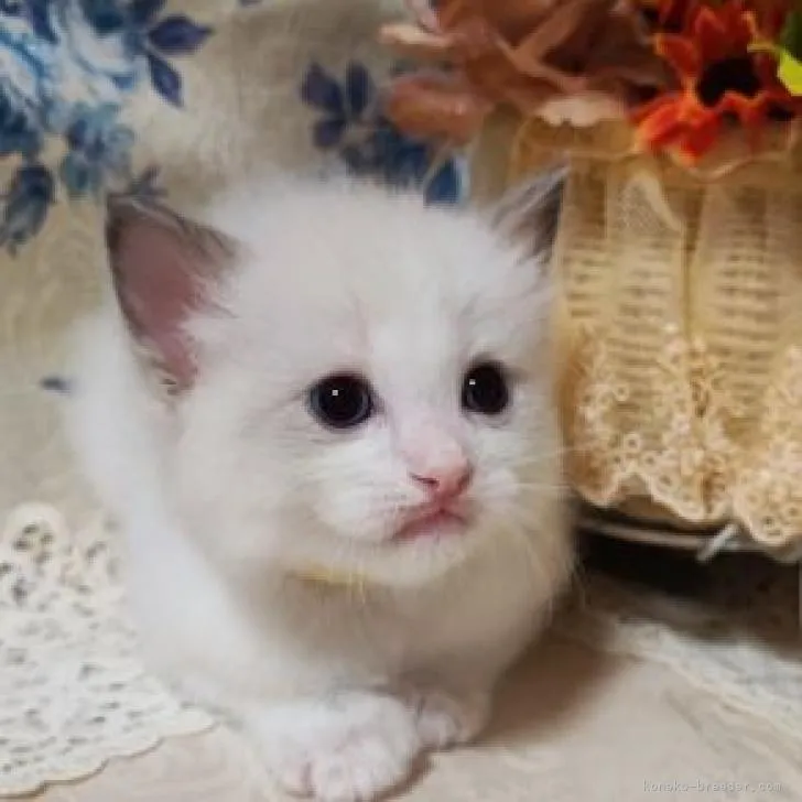 ID:2209-01905の子猫