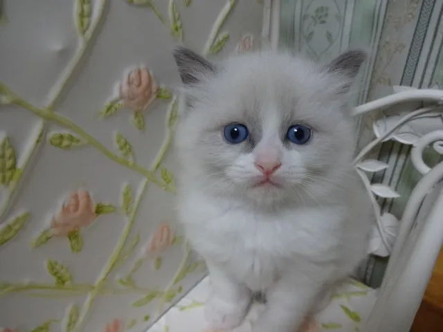 ID：1305-00069の子猫