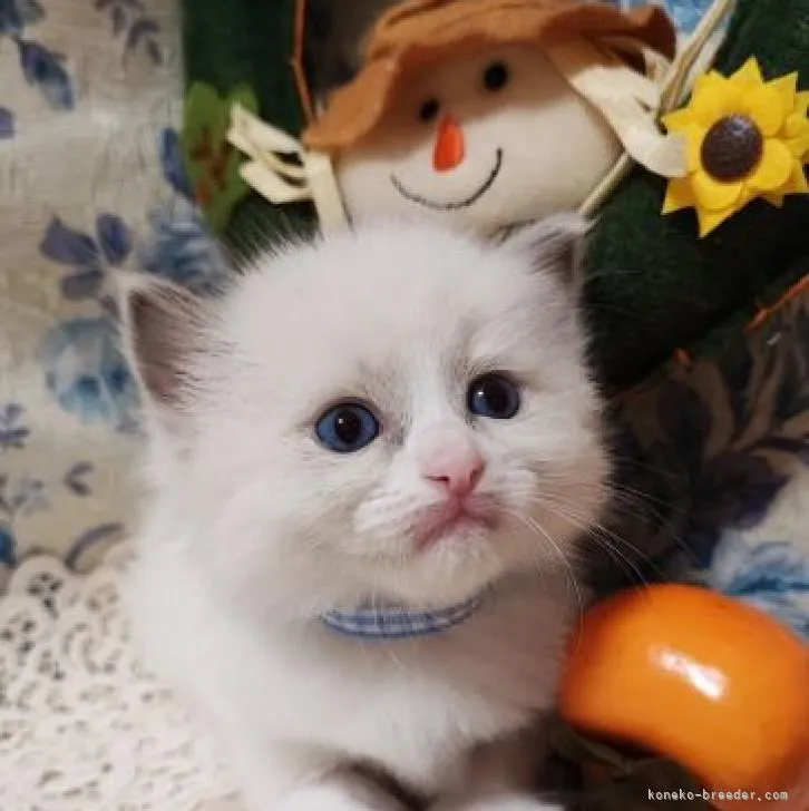 ID：2210-01694の子猫