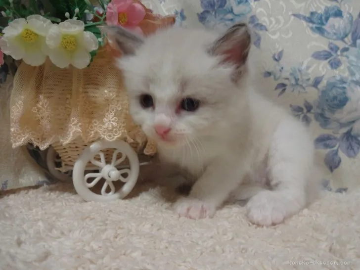 ID：1807-01513の子猫