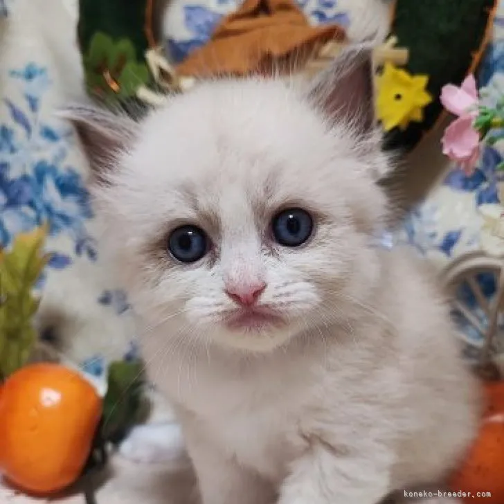 ID：2309-03040の子猫