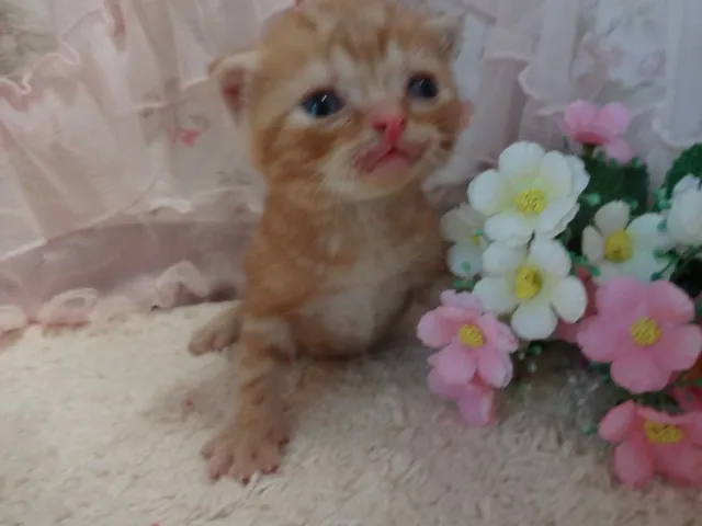 ID:1408-00205の子猫
