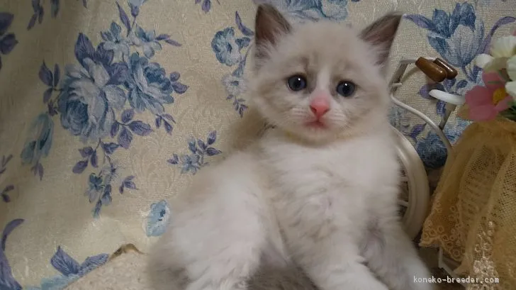 ID：2006-01580の子猫