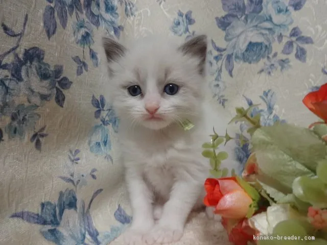 ID:2001-01414の子猫