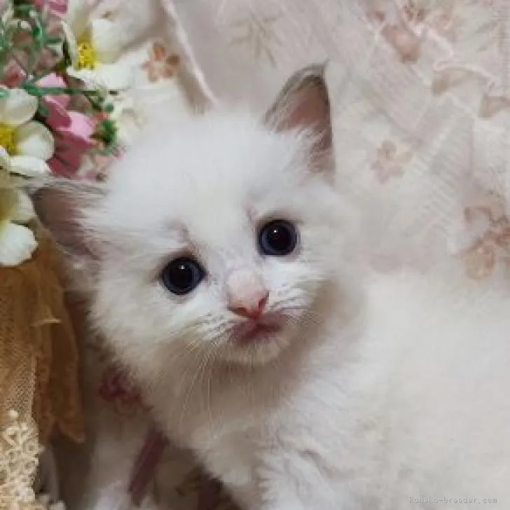 ID：2209-00819の子猫