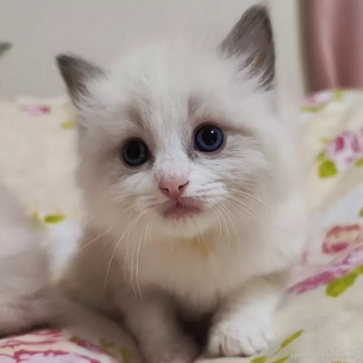 ID:2402-00315の子猫