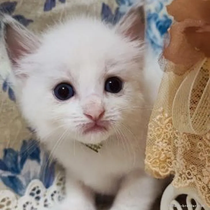 ID：2209-00638の子猫