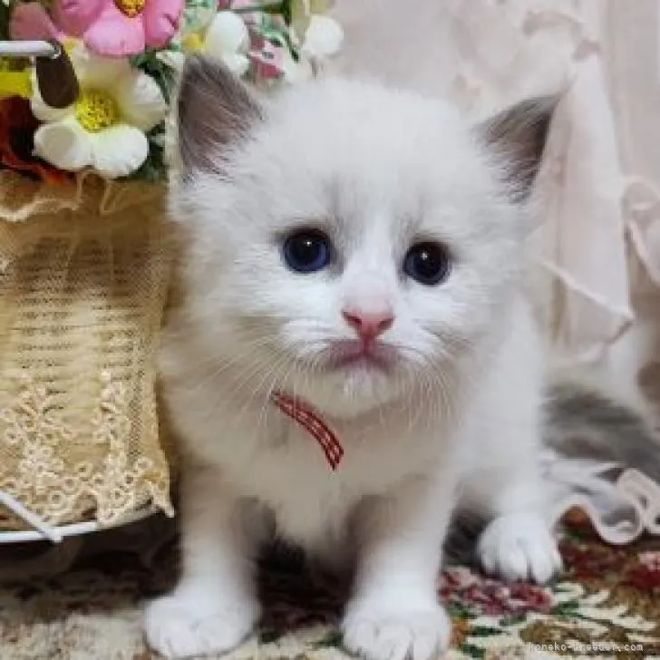 りくチカ 様のお迎えした子猫
