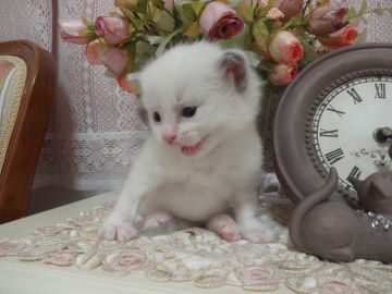 ラグドール【佐賀県・女の子・2017年9月29日・ブルーポイントバイカラー】の写真「やさしく甘えん坊な美人さん♪」