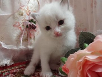 ラグドール【佐賀県・女の子・2015年2月10日・ブルーポイントバイカラー】の写真「♡可愛いお顔の女の子♡」