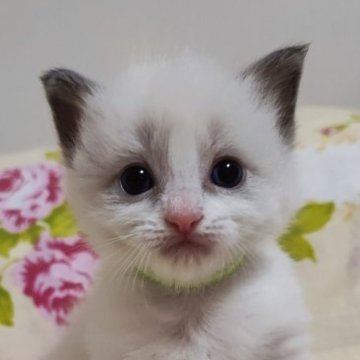 ラグドール【佐賀県・男の子・2023年10月6日・ブルーポイントバイカラー（長毛で柔らかい）】の写真「キュートで可愛い末っ子くん」