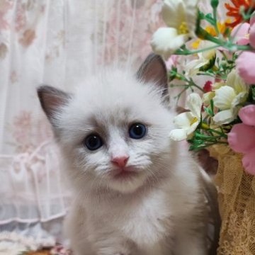 ラグドール【佐賀県・女の子・2023年7月7日・ブルーポイントバイカラー（長毛で柔らかい）】の写真「もふもふふわふわ色白さん」