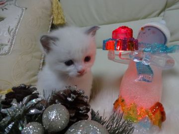 ラグドール【佐賀県・男の子・2014年11月2日・ブルーポイントバイカラー】の写真「優しい顔立ちのイケメン君♡」