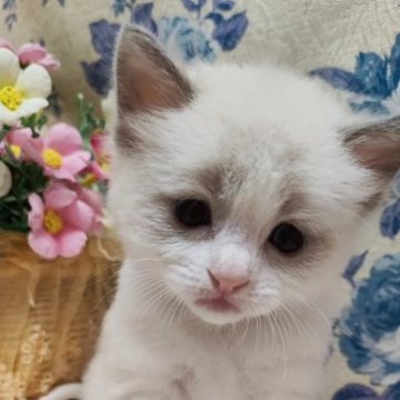 ラグドール【佐賀県・男の子・2023年3月3日・ブルーポイントバイカラー（長毛で柔らかい）】の写真「まんまるお顔の優しいお兄ちゃん」