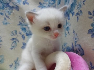 ラグドール【佐賀県・男の子・2013年6月25日・シールポイントバイカラー】の写真「」