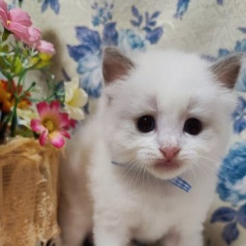 ラグドール【佐賀県・男の子・2023年6月16日・ブルーポイントバイカラー（長毛で柔らかい）】の写真「色白なもふもふくん」