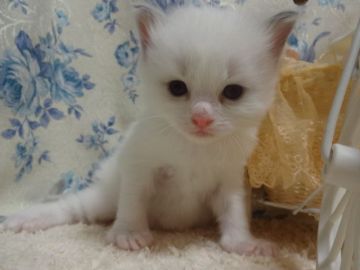 ラグドール【佐賀県・男の子・2016年5月7日・ブルーポイントバイカラー】の写真「❤綺麗な顔立ちの男の子❤」