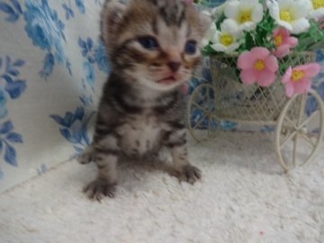 アメリカンショートヘア【佐賀県・男の子・2014年5月1日・シルバータビー】の写真「おっとり☆甘えん坊の男の子☆」