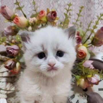 ラグドール【佐賀県・男の子・2023年1月13日・ブルーポイントバイカラー（長毛で柔らかい）】の写真「もふもふでおっとり優しいタレ目ちゃん。」
