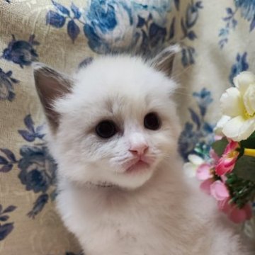 ラグドール【佐賀県・男の子・2023年3月31日・ブルーポイントバイカラー（長毛で柔らかい）】の写真「ペットショップへ行くので26日で締め切ります。」
