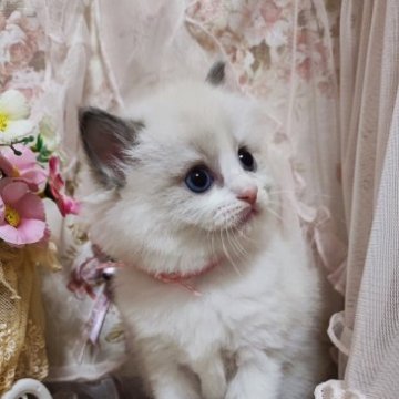 ラグドール【佐賀県・女の子・2023年2月24日・ブルーポイントバイカラー（長毛で柔らかい）】の写真「ふわふわモフモフの毛量のある女の子。」