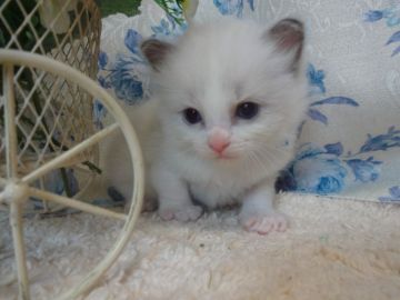 ラグドール【佐賀県・男の子・2017年5月20日・ブルーポイントバイカラー】の写真「だっこだいすきブルーくん♪」