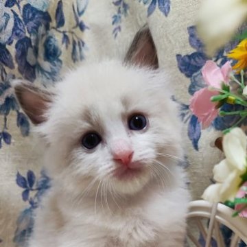 ラグドール【佐賀県・男の子・2023年7月7日・ブルーポイントバイカラー（長毛で柔らかい）】の写真「くりくりお目々のイケメンくん」