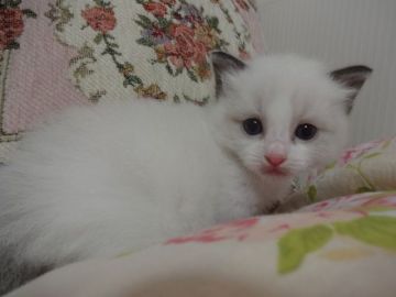 ラグドール【佐賀県・男の子・2016年11月5日・シールポイントバイカラー】の写真「瞳の大きなおっとりイケメン君❤」