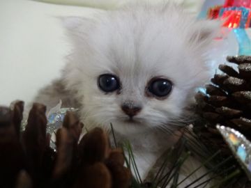 ペルシャ(チンチラ)【佐賀県・女の子・2014年11月18日・シルバー】の写真「♡可愛い♡おっとり♡一人娘♡」