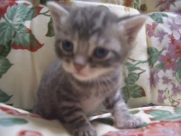 アメリカンショートヘア【佐賀県・男の子・2013年2月20日・ブルータビー】の写真「」