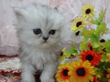 ペルシャ(チンチラ)【佐賀県・女の子・2014年3月10日・シルバー】の写真「♡二人姉妹のお姉ちゃん♡」