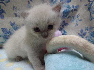 ラグドール【佐賀県・男の子・2013年6月28日・ブルーポイント】の写真「」