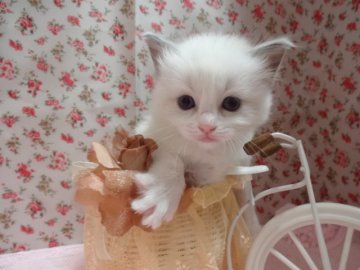 ラグドール【佐賀県・女の子・2014年3月10日・ブルーポイントバイカラー】の写真「」