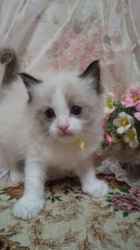 ラグドール【佐賀県・男の子・2021年12月26日・シールポイントバイカラー（長毛で柔らかい）】の写真「キュートで優しい男の子」