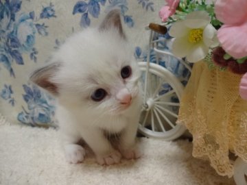 ラグドール【佐賀県・男の子・2013年10月8日・ブルーポイントバイカラー】の写真「優しい男の子❤」