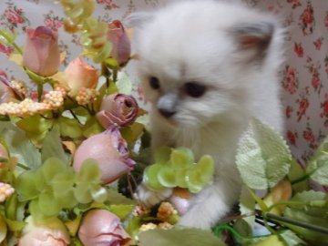 ラグドール【佐賀県・女の子・2013年10月8日・ブルーポイントミテッド】の写真「将来が楽しみな美人さん❤」