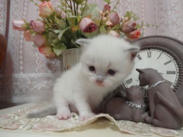 ラグドール【佐賀県・女の子・2017年9月29日・ブルーポイントバイカラー】の写真「お鼻にチャームポイントの色白さん♪」