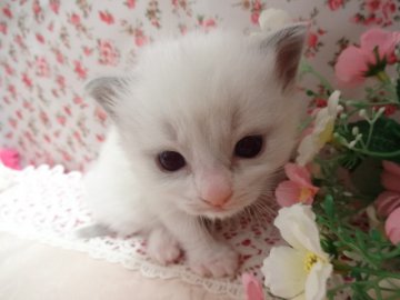 ラグドール【佐賀県・女の子・2014年3月10日・ブルーポイントバイカラー】の写真「ふんわり♡モコモコ♡美人さん♡」