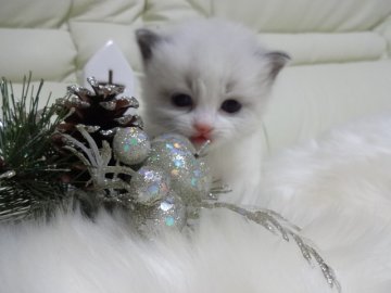 ラグドール【佐賀県・男の子・2013年10月30日・ブルーポイントバイカラー】の写真「ふわふわ♡もこもこ♡男の子♡」