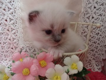 ラグドール【佐賀県・女の子・2014年3月10日・ブルーポイントミテッド】の写真「可憐な女の子♡」