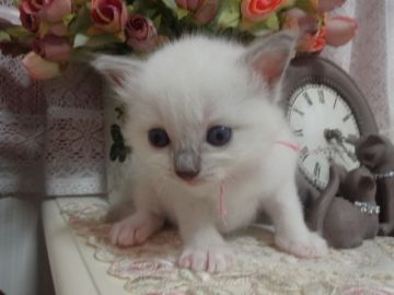 ラグドール【佐賀県・女の子・2016年7月16日・ブルーポイントミテッド】の写真「♡おっとり♡可愛らしい女の子♡」