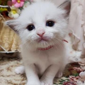 ラグドール【佐賀県・女の子・2022年8月5日・ブルーポイントバイカラー（長毛で柔らかい）】の写真「色白さんでキュートで可愛い女の子」