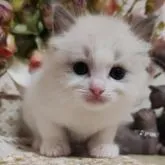 ラグドール【佐賀県・女の子・2023年1月13日・ブルーポイントバイカラー】の写真1「2/17撮影」