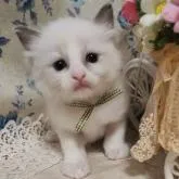 ラグドール【佐賀県・男の子・2022年5月20日・ブルーポイントバイカラー】の写真1「6/30撮影」