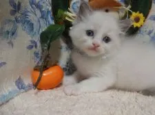 ラグドール【佐賀県・男の子・2018年9月25日・ブルーポイントバイカラー】の写真1