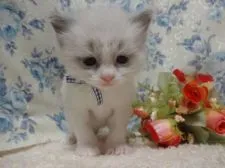 ラグドール【佐賀県・男の子・2020年1月6日・ブルーポイントバイカラー】の写真1