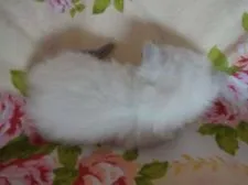 ラグドール【佐賀県・女の子・2015年7月15日・ブルーポイントバイカラー】の写真2